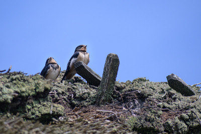 两只年轻的家燕(Hirundo rustica)在茅草屋顶上等待食物对着蓝色的天空，大的拷贝空间，选