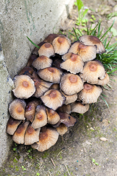 闪光墨盖菇(Coprinellus micaceus)的子实体特写