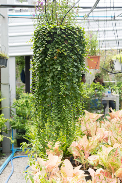挂着花