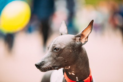 墨西哥无毛狗特写肖像。简称Xoloitzcuintli，是一种无毛犬