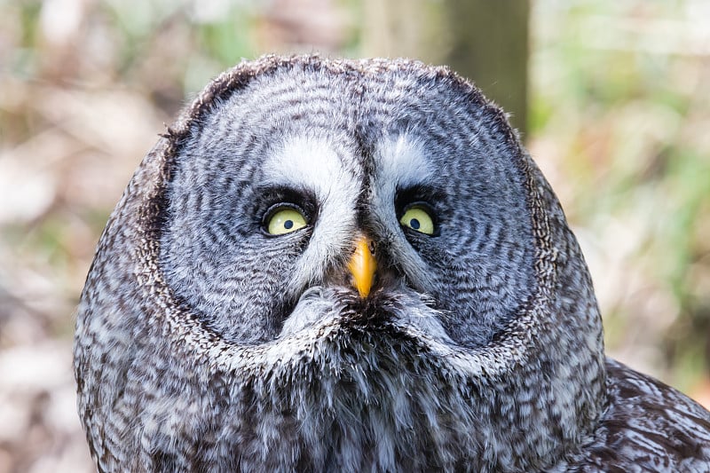 The beautiful great grey owl posing and facing