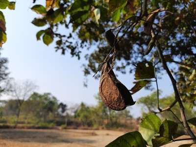Pongamia pinnata种子。