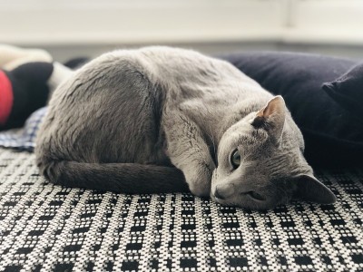 淡蓝色的猫