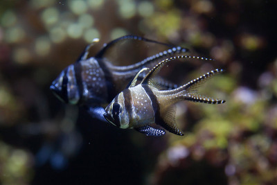 骄傲的鲤鱼(Pterapogon kauderni)。