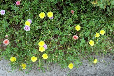 小豕草的花