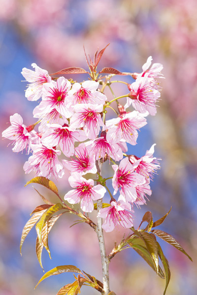 樱花梦