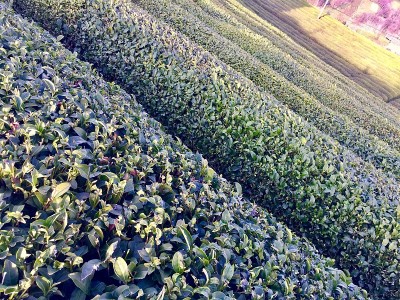 红茶新茶村
