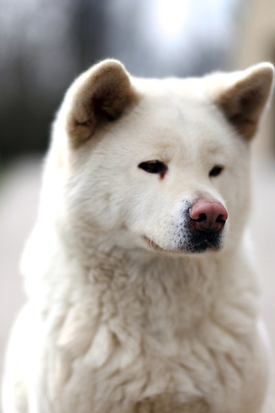 户外近距离拍摄的日本秋田犬