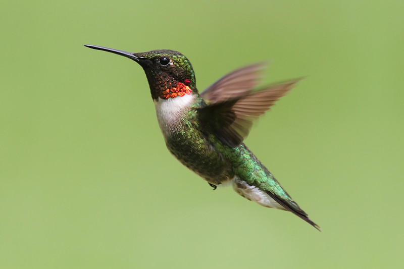 红喉蜂鸟(archilochus colubris)