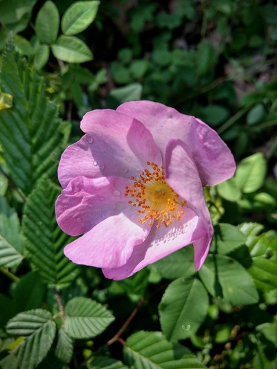 狗玫瑰(蔷薇)开花特写