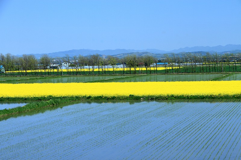 风景如画的稻田和油菜花田，日本，北海道札幌市，靠近南浦罗镇