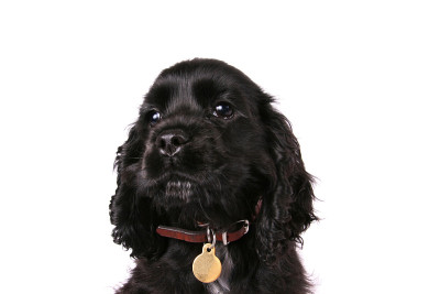 黑色可卡犬小狗特写