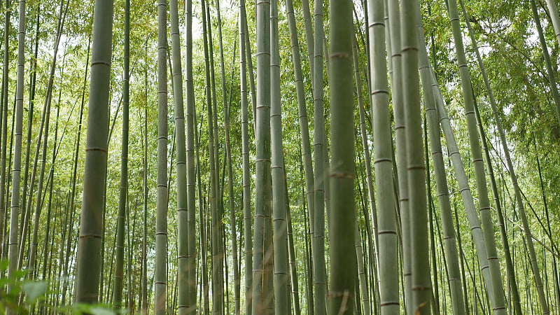 京都的竹林