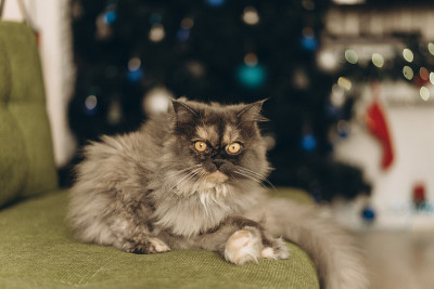 毛绒绒的猫在新年树的背景，散焦从一个花环。选择性对焦，胶片和颗粒照片