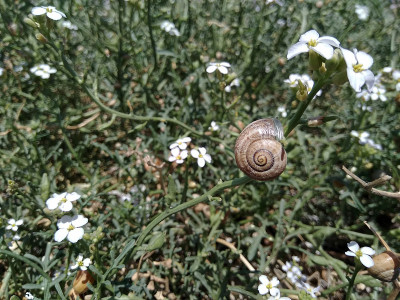 蜗牛在春天