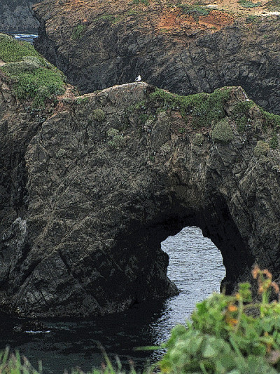 门多西诺海岬海鸥