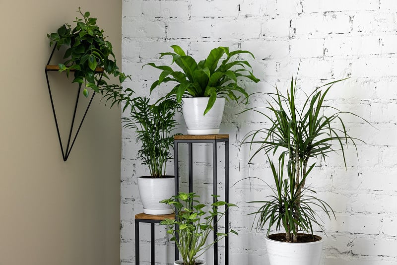 白色砖墙边的绿色室内植物。家里的空气净化工厂