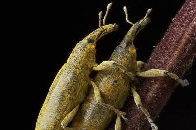 bug做爱