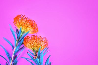 两朵橙色的热带花躺在粉红色的背景上