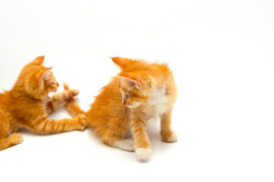 黄色小猫孤立在白色背景上