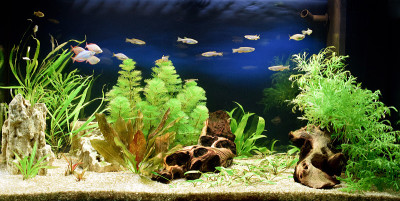 淡水水族箱景