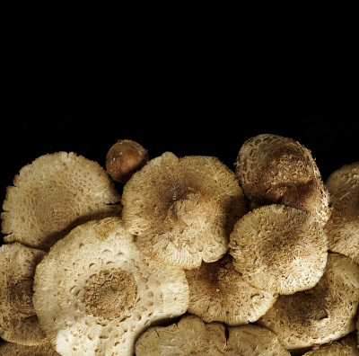 热带真菌在雨季开始时开花，有其独特的图案和疤痕