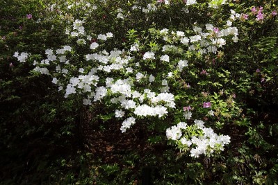 杜鹃花