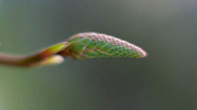 芦荟树丛