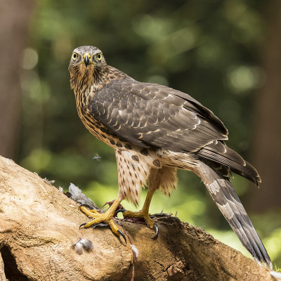 鹰,鹰类gentilis
