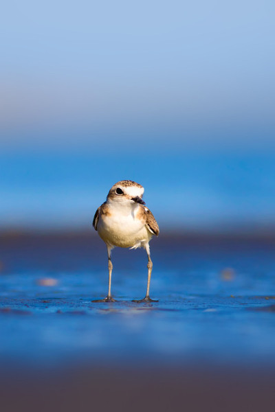 可爱的小水鸟。自然背景。常见的水鸟:肯特鸻。Charadrius alexandrinus。
