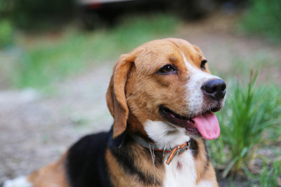 一个可爱的小猎犬坐在公园外面的绿草地上。