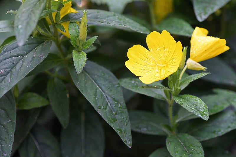 花园里的晚樱草花