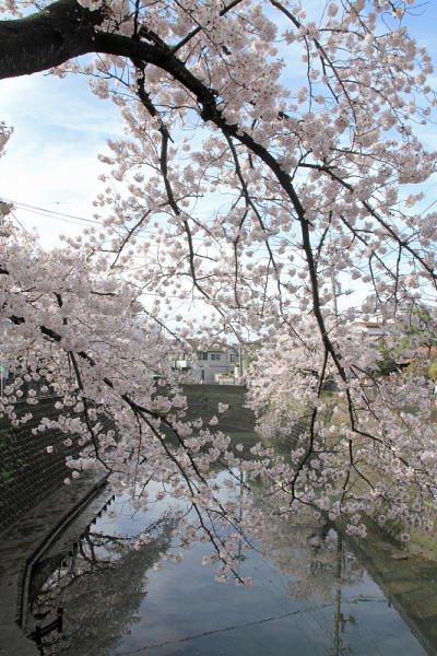 日本横滨大冈河边的一排樱花树