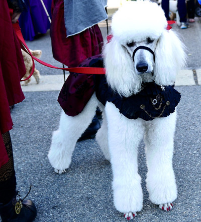 贵宾犬游行