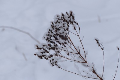 新雪下的草