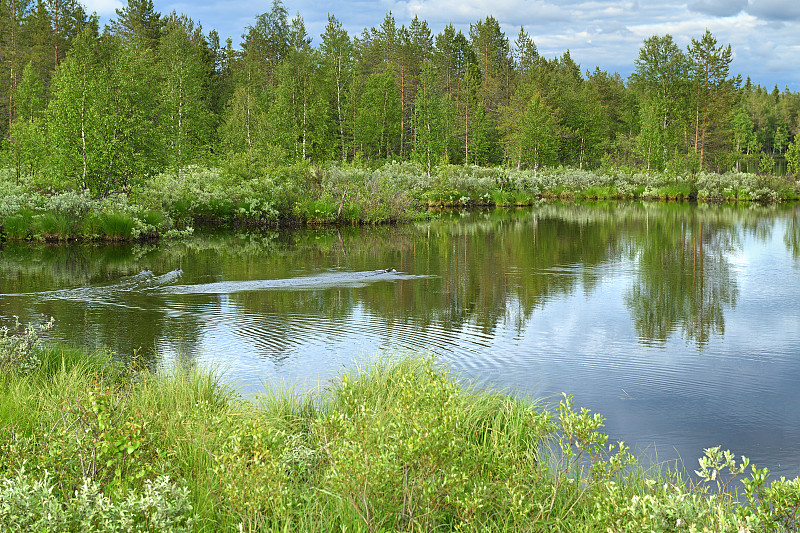 芬兰拉普兰北部森林湖。Kuusamo