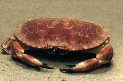 可食蟹