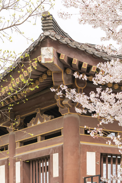 樱花与传统的中国屋顶在清龙寺，西安，中国。