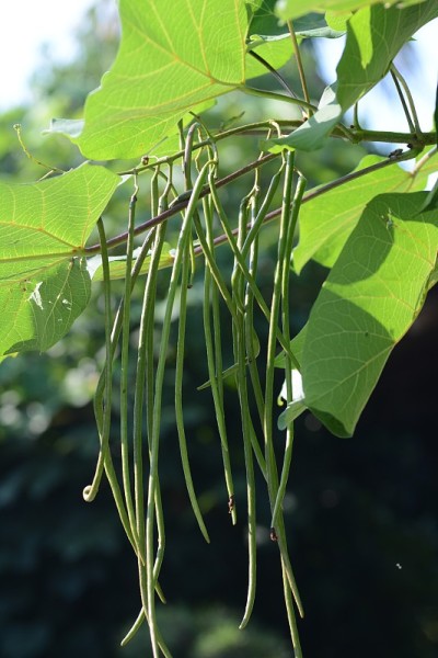 黄色梓水果(种子)