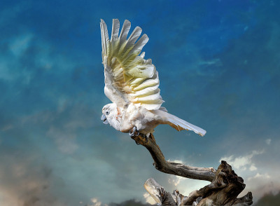 鲑鱼冠凤头鹦鹉(Cacatua moluccensis)，也被称为摩鹿加凤头鹦鹉，是一种凤头鹦鹉特有