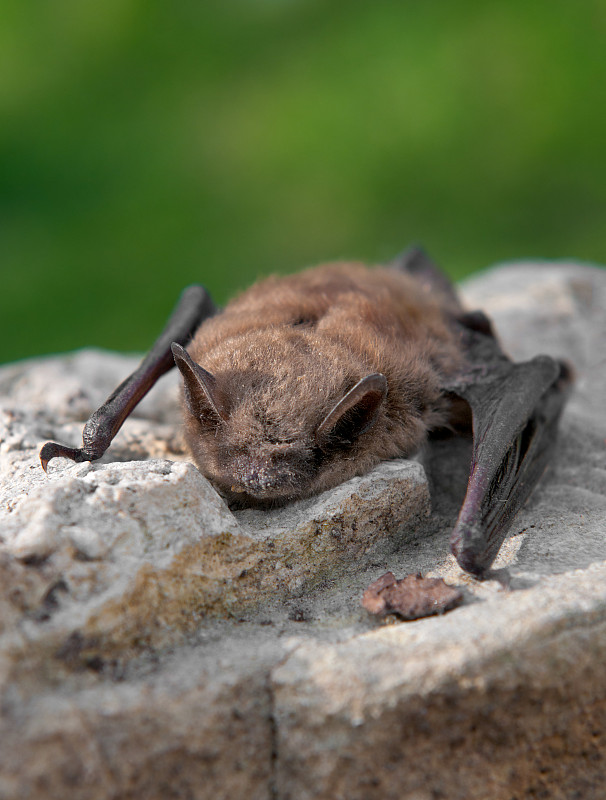 褐小蝙蝠(Myotis lucifugus)