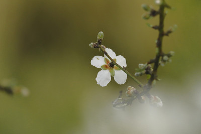 杏花与芽在绿色背景在卡拉布里亚乡村