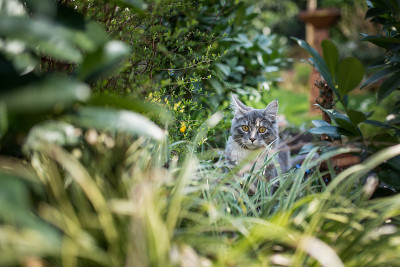 猫在植物学