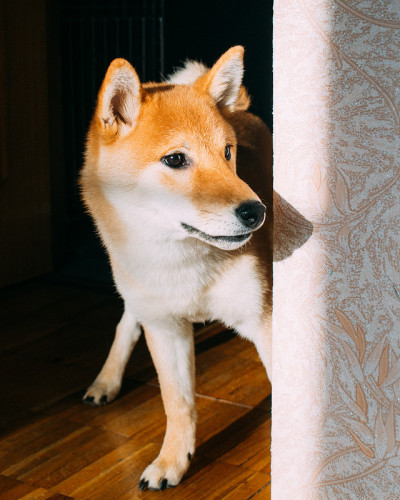 柴犬