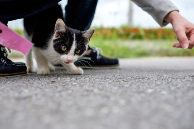 小猫和人在街上