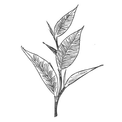 矢量背景与绿茶。手绘。