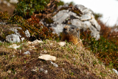 高山旱獭(Marmota Marmota)在它的洞穴前