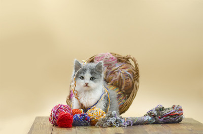 可爱的毛绒绒的猫正在玩毛线球。
