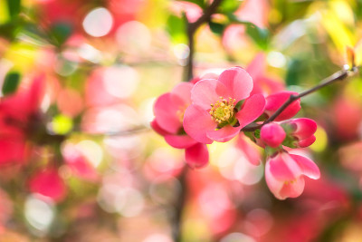 自然的花卉背景，盛开的木瓜红色花朵在春天阳光灿烂的花园