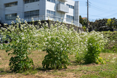 萝卜花已经生长和开花